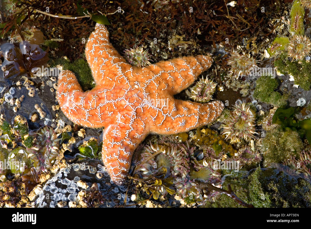 Ochre sea star Pisaster ochraceus on rocky shore Pacific Rim National Park Vancouver Island British Columbia Canada Stock Photo
