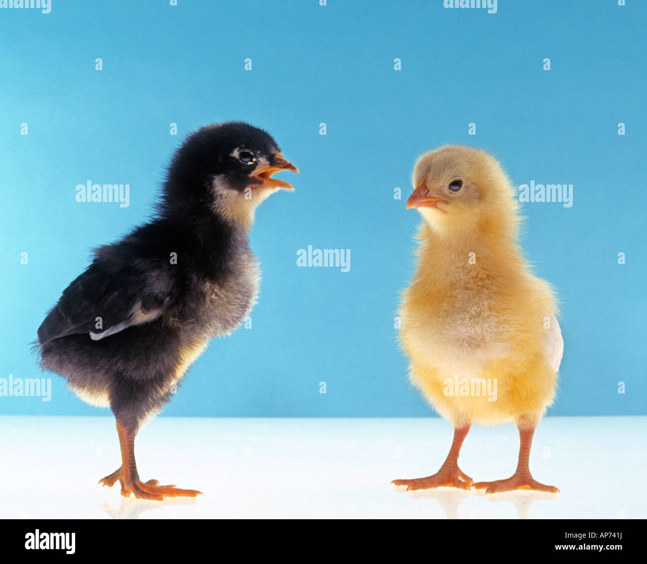 Black and white chicks Stock Photo