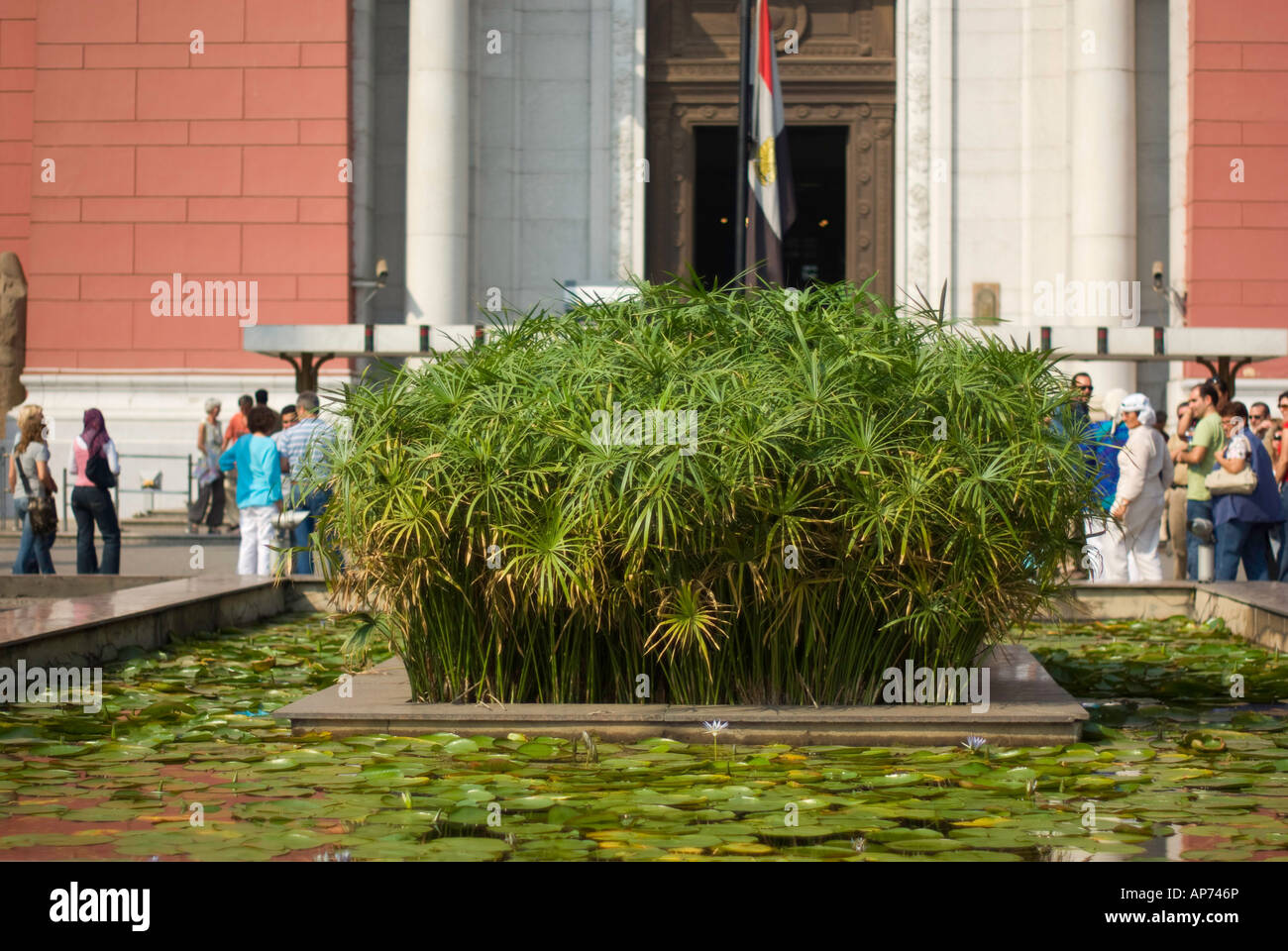 Papyrus plants growing outside The Egyptian Antiquities Museum, Cairo