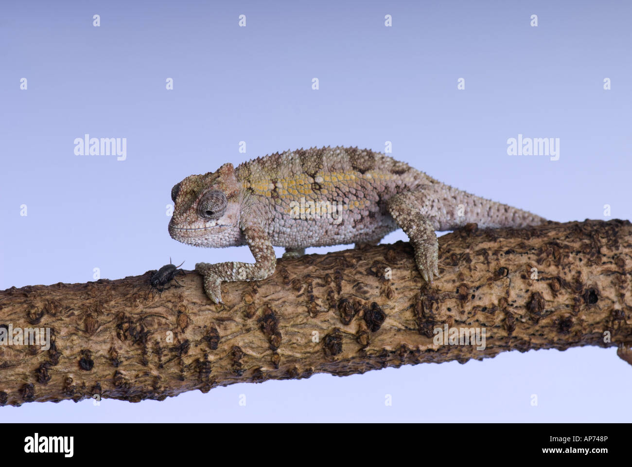 Small chameleon looking at cricket on branch Stock Photo