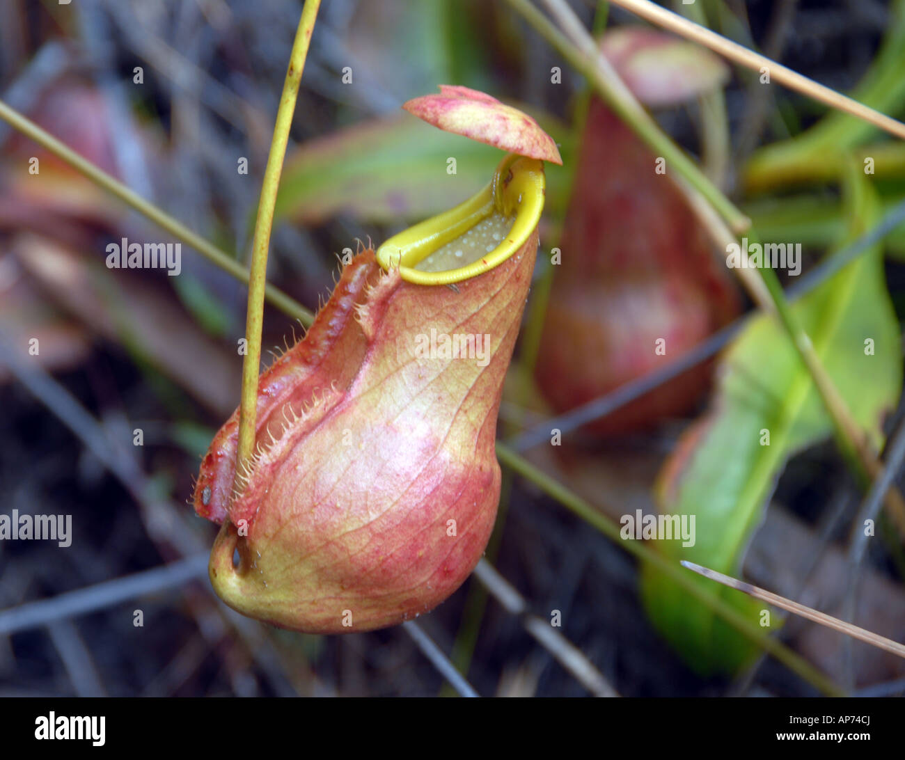 Carnivorous Pitcher Plant, Palmarium Private Reserve, Lake Ampitabe, Pangalanes, Eastern Madagascar Stock Photo