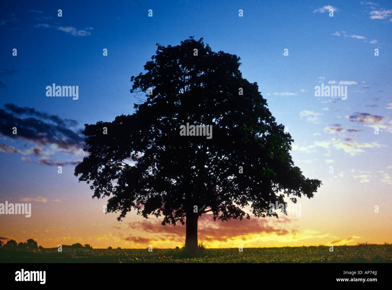 Single tree at sunset Stock Photo