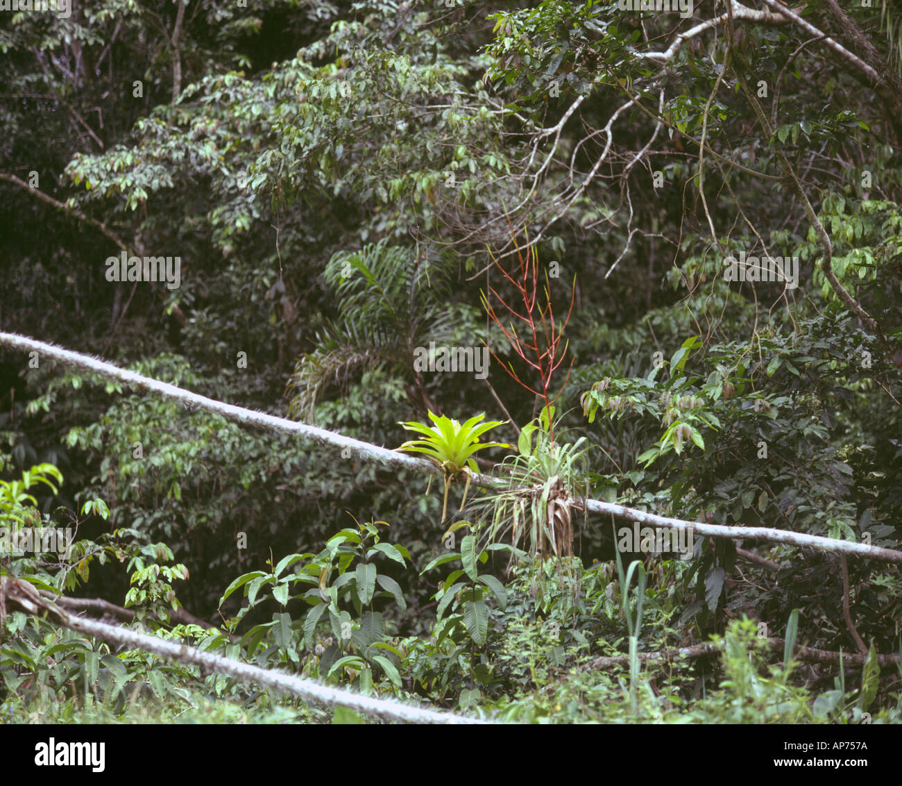 Peru Amazon flower bromeliad growing in the rainforest canopy Stock Photo Alamy