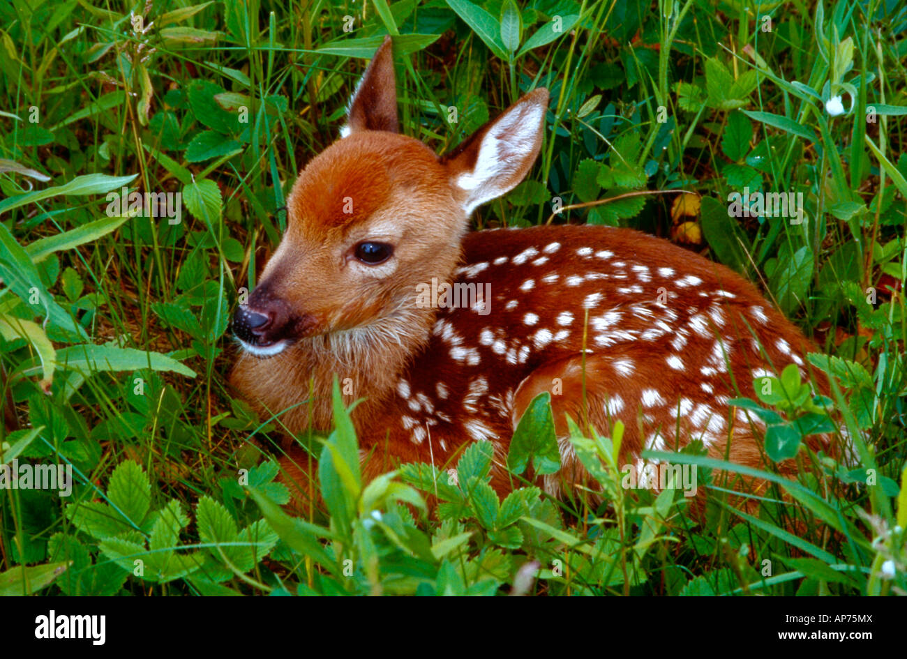 4 week old white tailed deer fawn lying in the grass Stock Photo