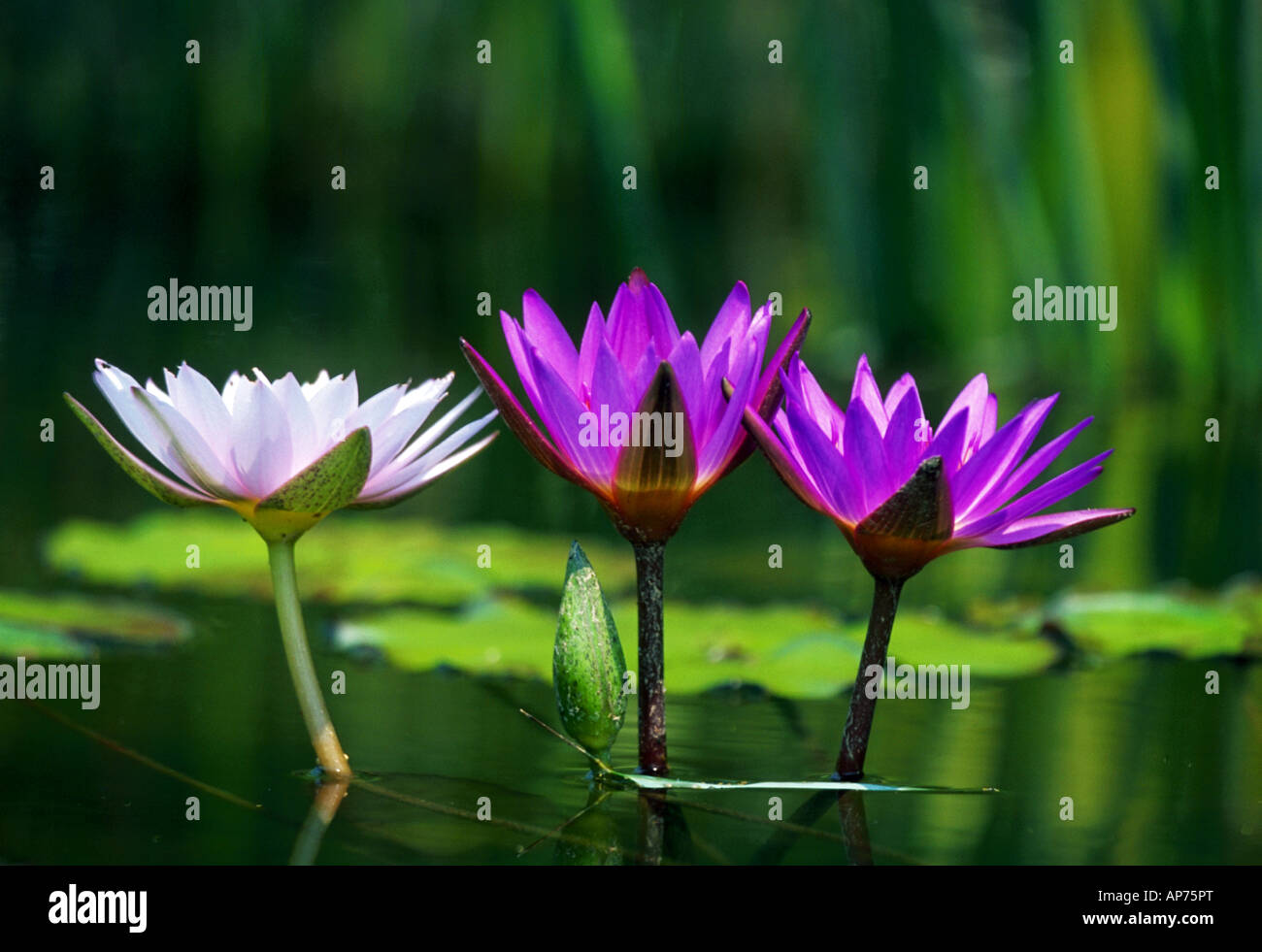 Three water lilies in a pond Stock Photo