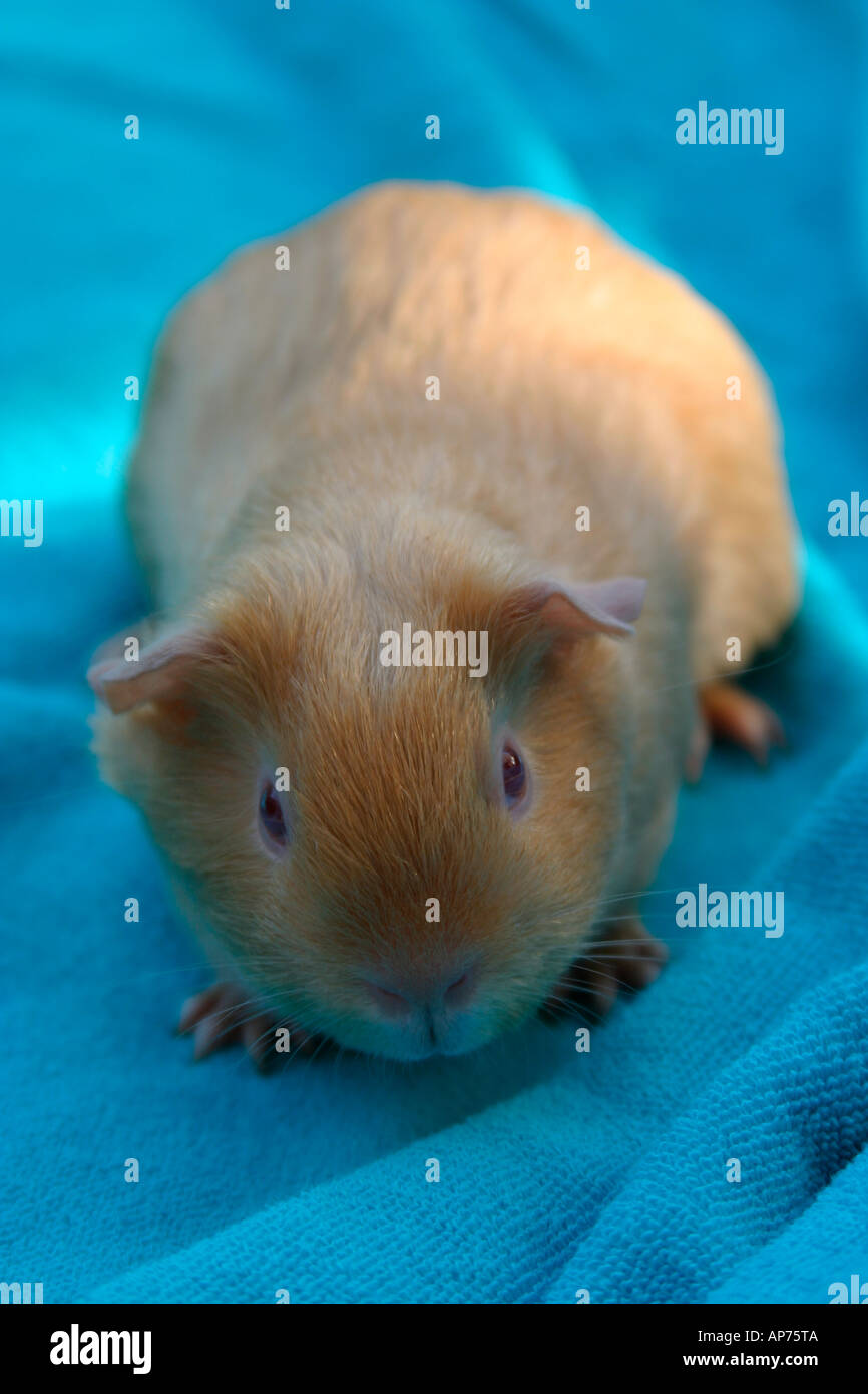 Beautiful view of Does Ginger Guinea Pig Have A Tail