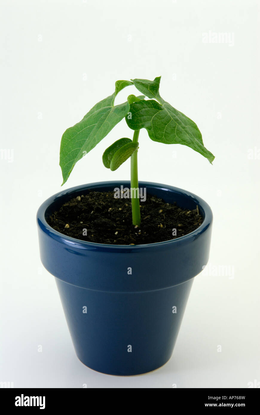 Potted bean plant, Phaseolus vulgaris, common bean plant in blue ceramic pot Stock Photo