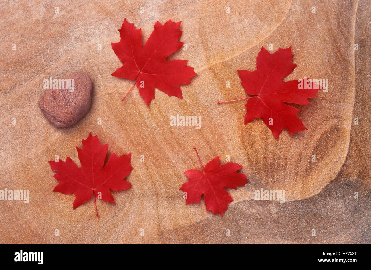 Red Bigtooth Maple leaves on marbled sandstone in Upper Zion Canyon ...