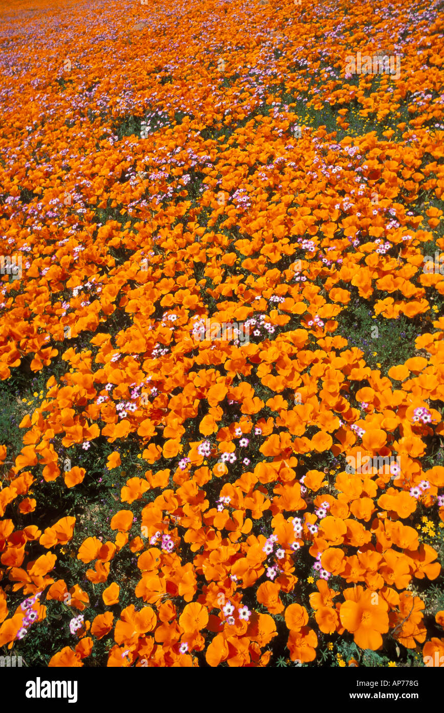 California Poppies Eschscholtzia californica and Blue Gilia Gilia rigidula Antelope Valley California Stock Photo