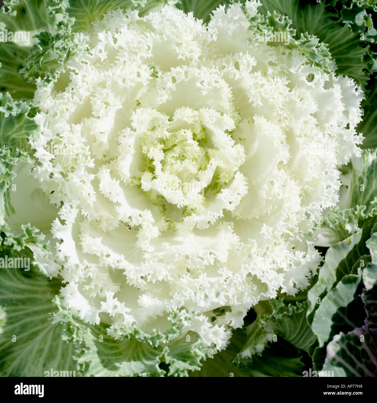 Brassica Oleracea Ornamental Cabbage Stock Photo - Alamy