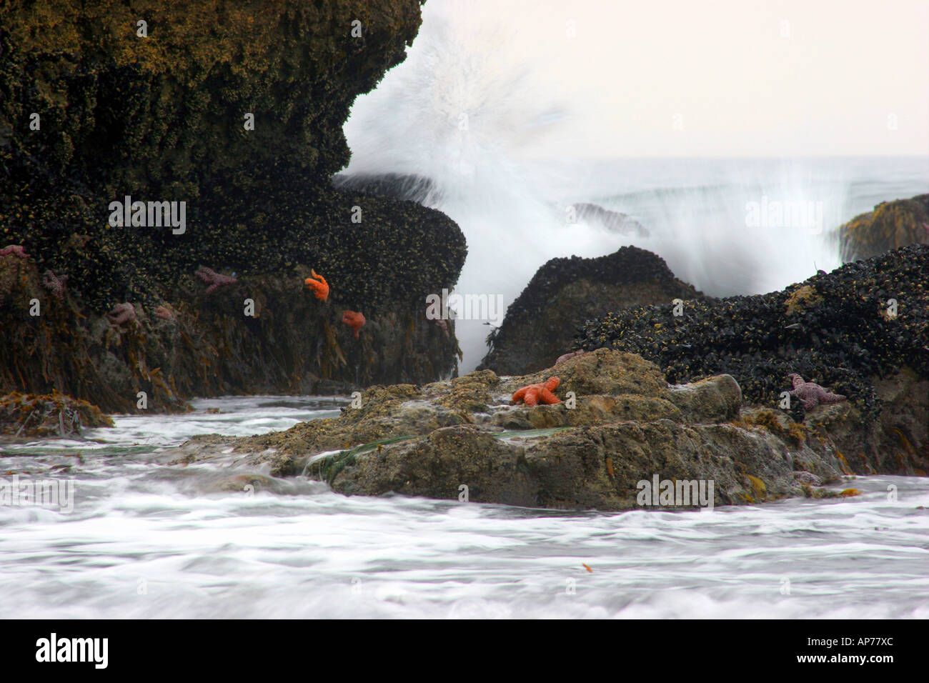 starfish and surf, leo carrillo state beach, malibu, california Stock