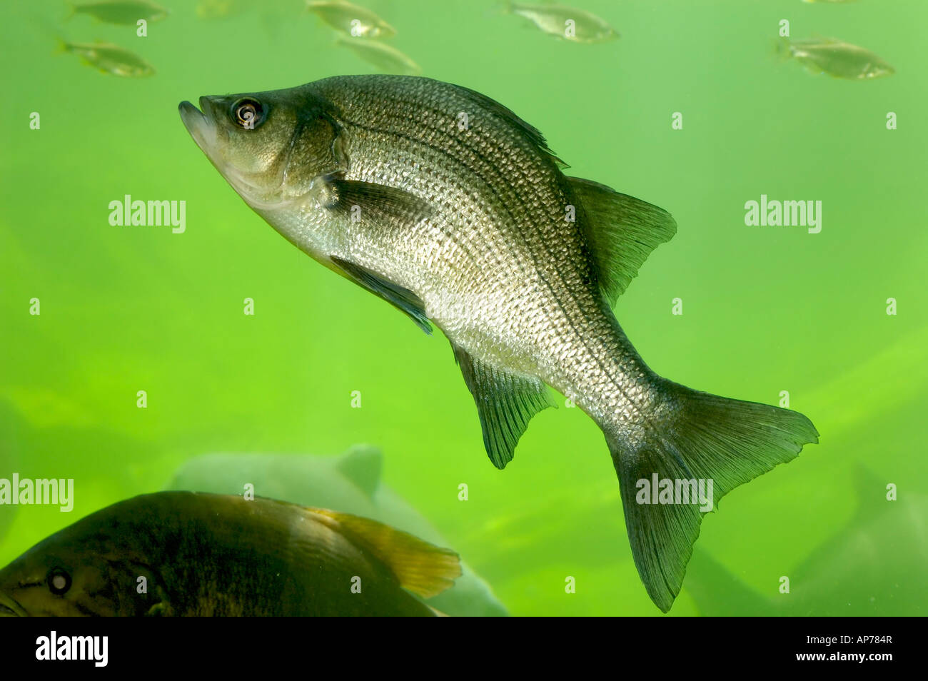 Freshwater drum fish in Kentucky Stock Photo Alamy