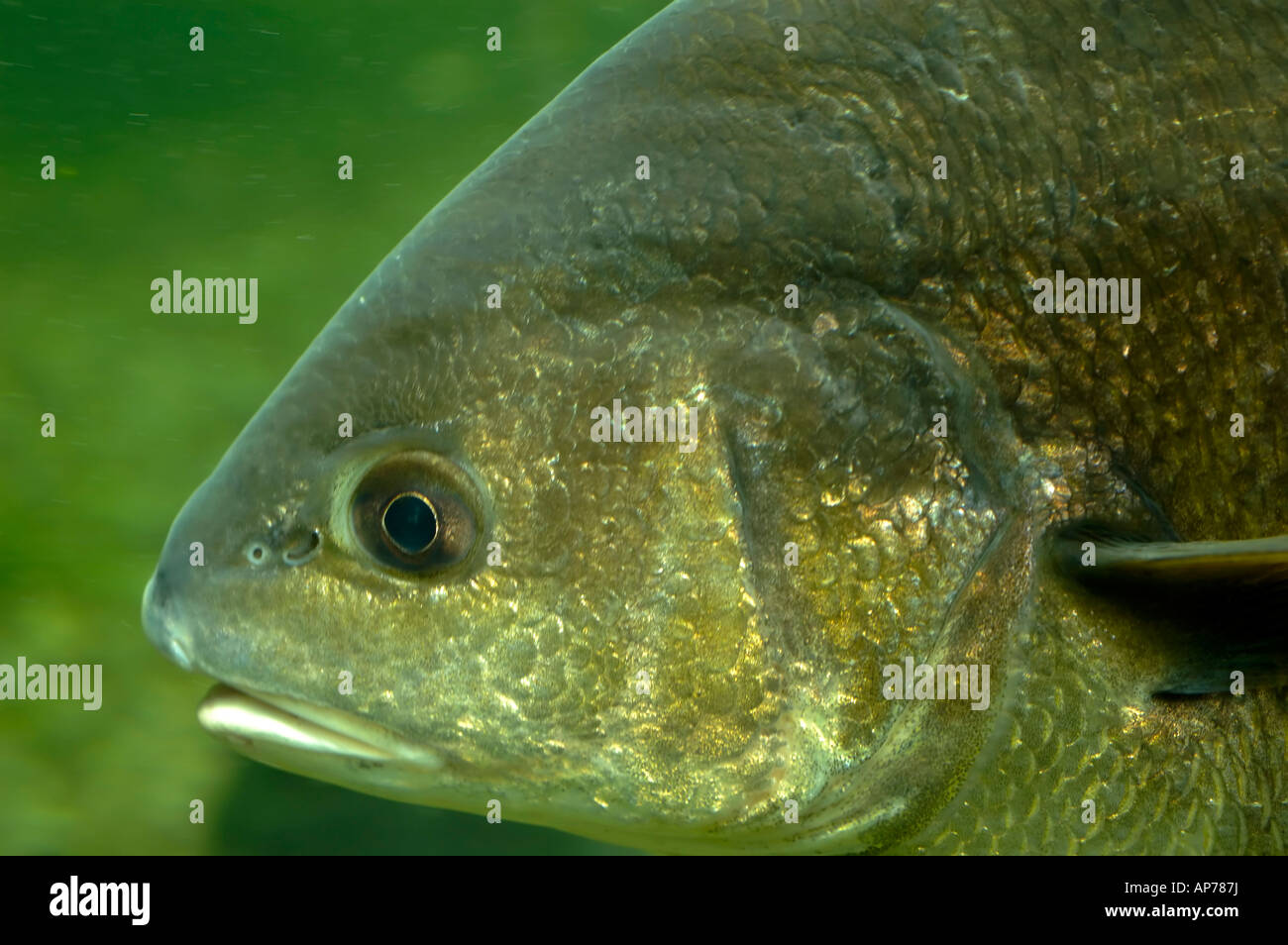 Freshwater drum fish in Kentucky Stock Photo Alamy