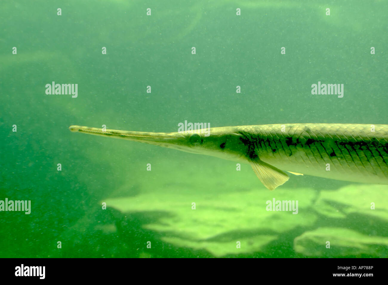 A long-nosed gar fish in Kentucky Stock Photo
