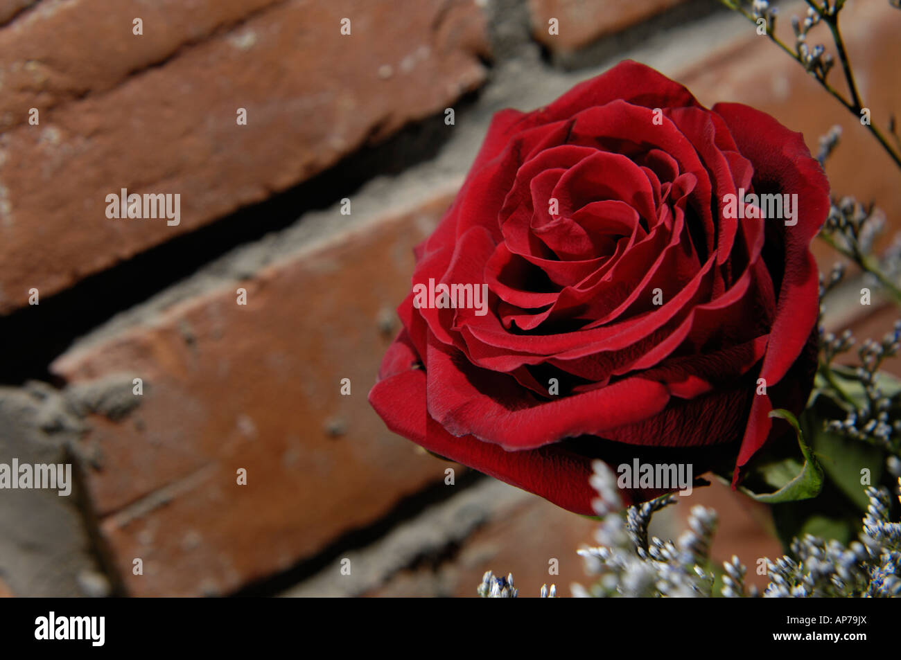 Red rose over grungy brick wall background Stock Photo