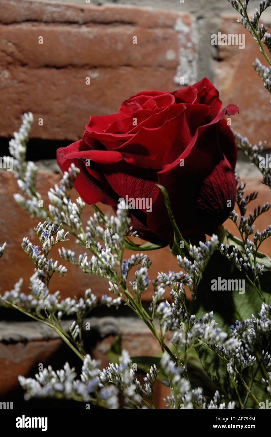 Red rose love grungy brick wall Stock Photo