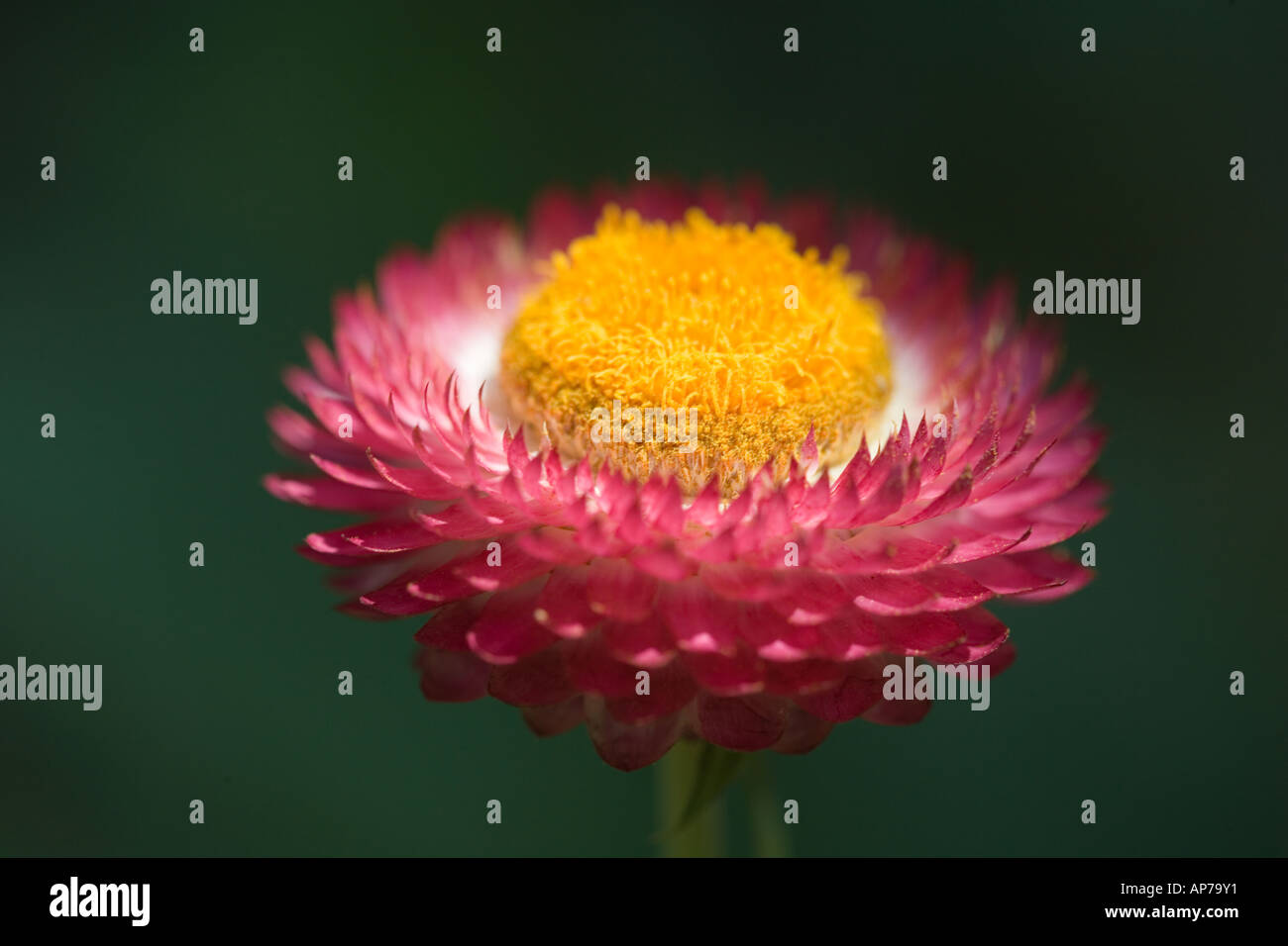 Zamia Furfuracea Flower Temperate House Kew Gardens London Stock Photo -  Alamy