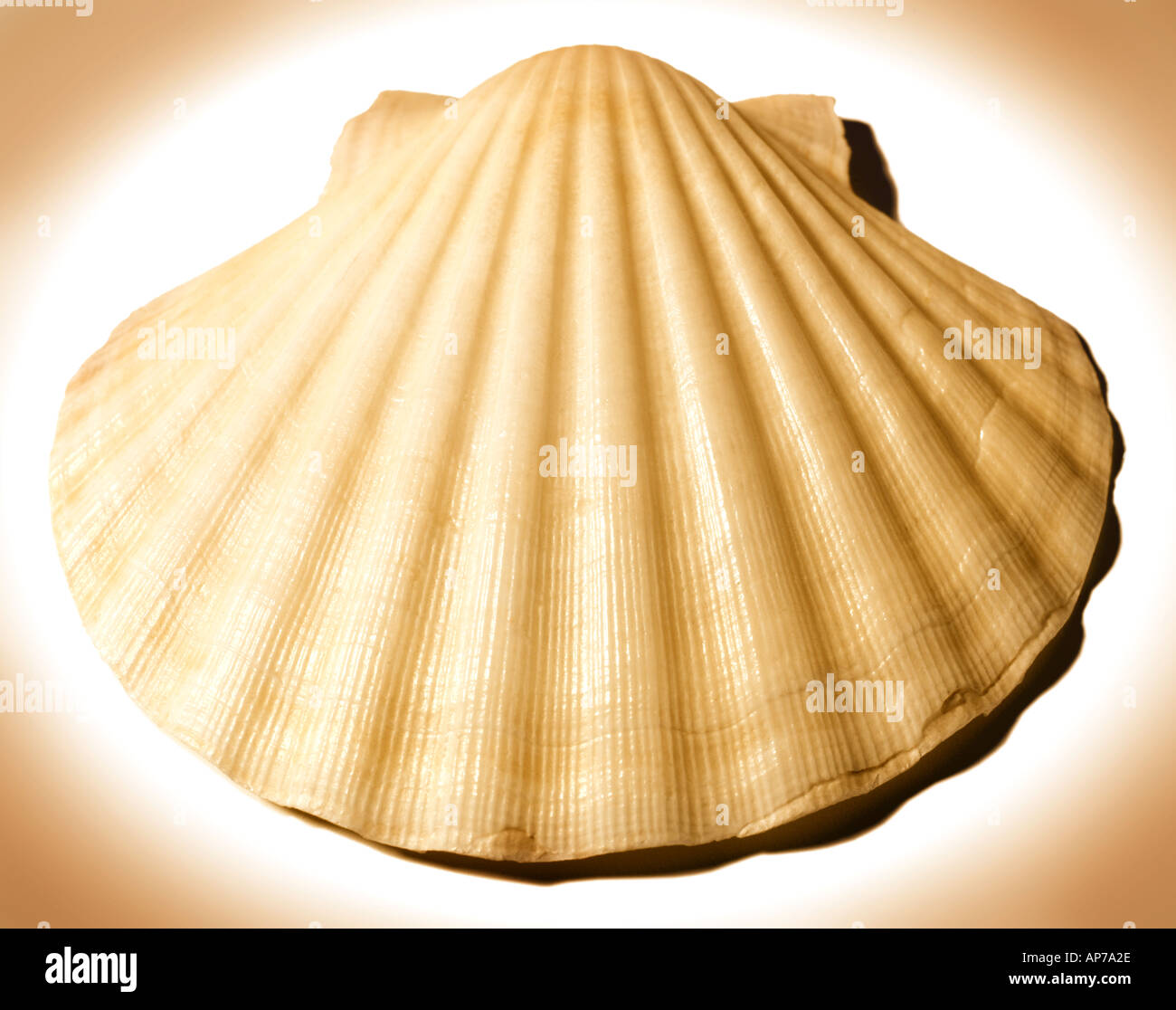 Sea Shell Seashell mollusk Stock Photo