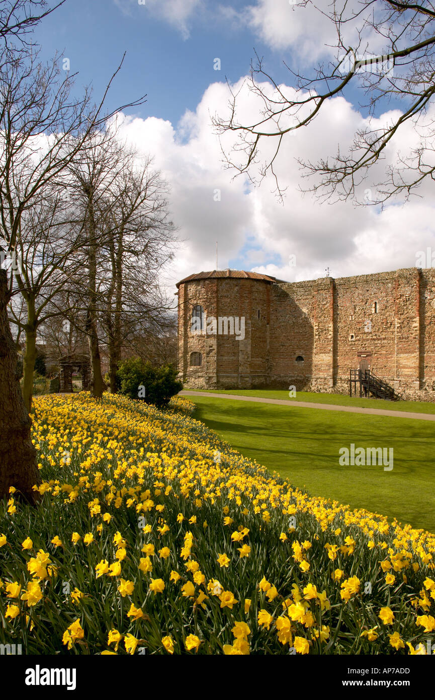 England Essex Colchester East Anglia Castle and Gardens Springtime Daffodils Stock Photo