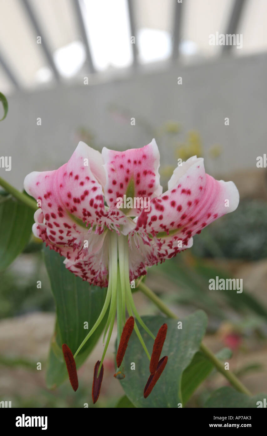 A lily in the new Alpine House in Kew Gardens, London Stock Photo