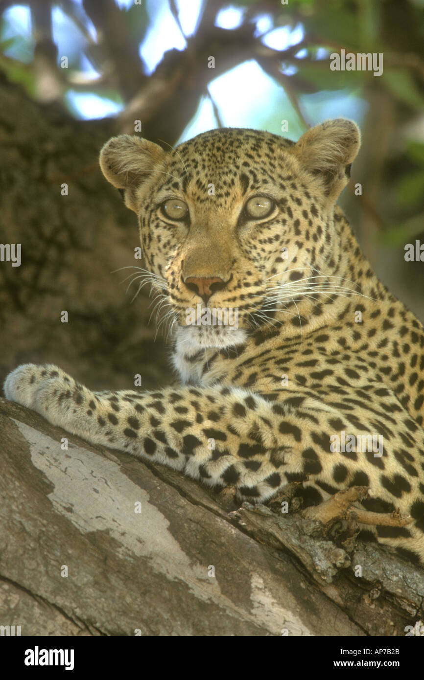 Leopard Panthera pardus Beautiful close up head shot portrait laying in a tree Watching you watching me Stock Photo