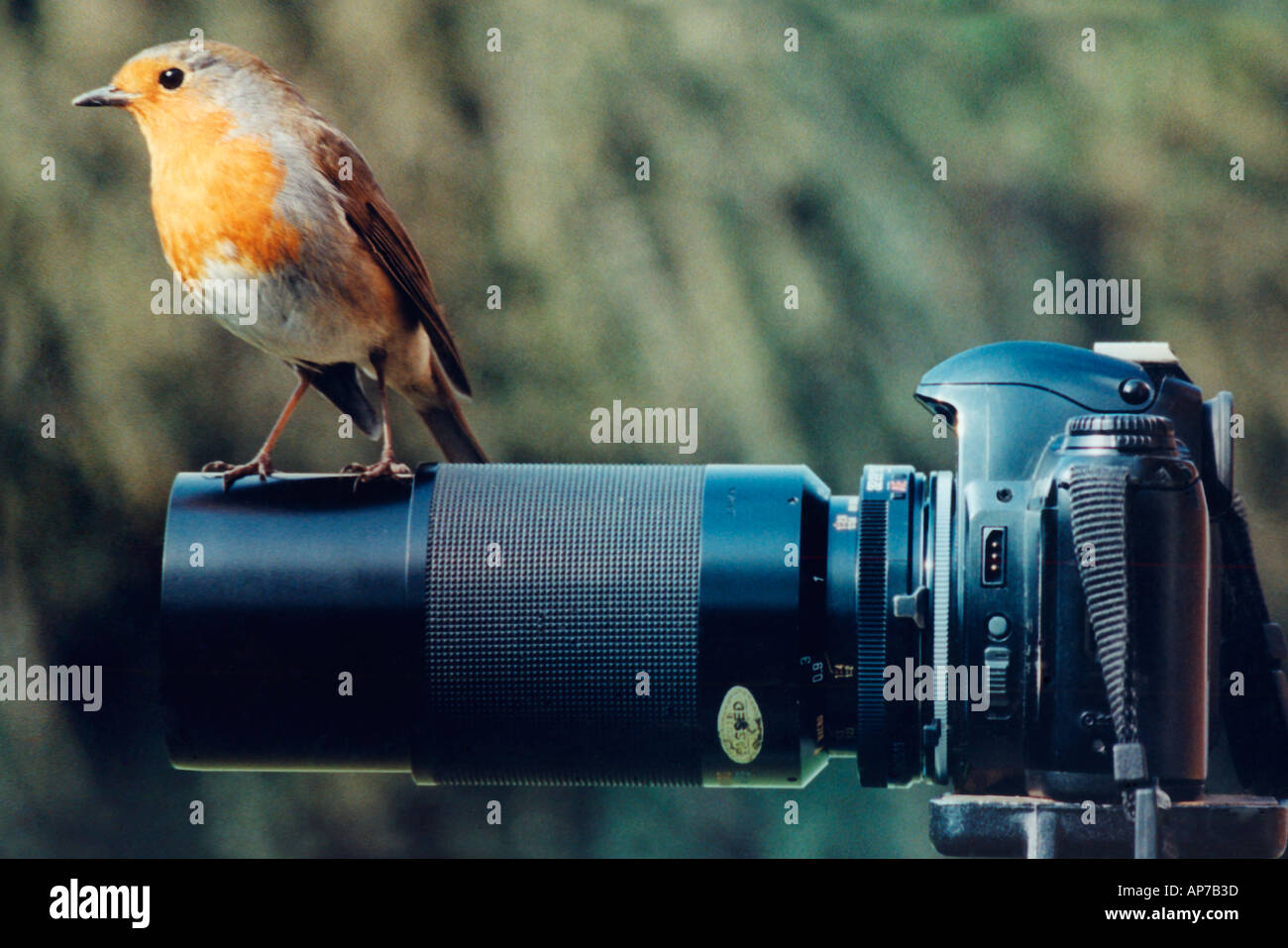 Wildlife photography equipment hi-res stock photography and images - Alamy