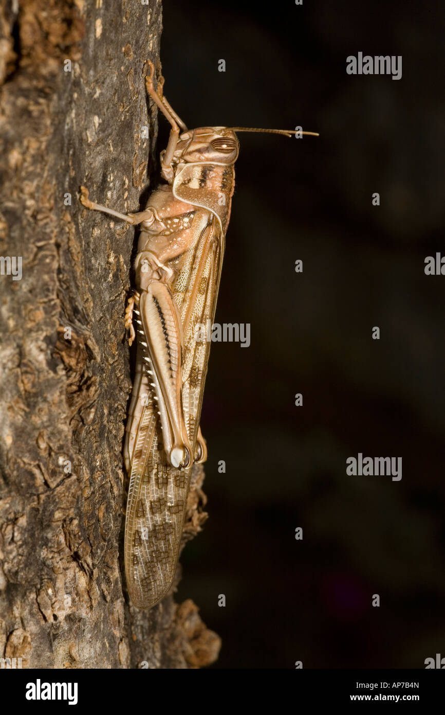 Egyptian insects hi-res stock photography and images - Alamy