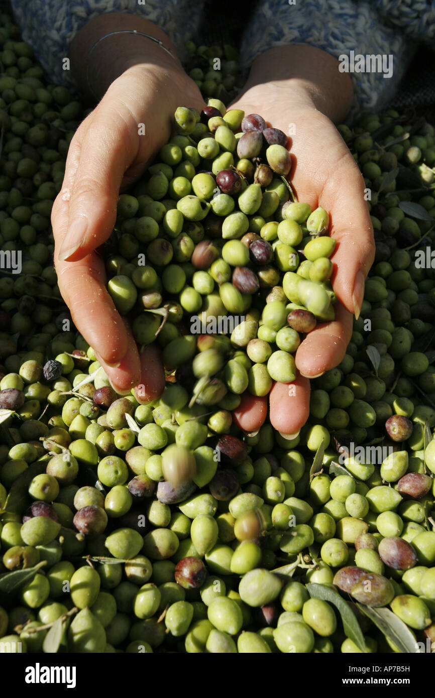 Gathering harvested olives Stock Photo