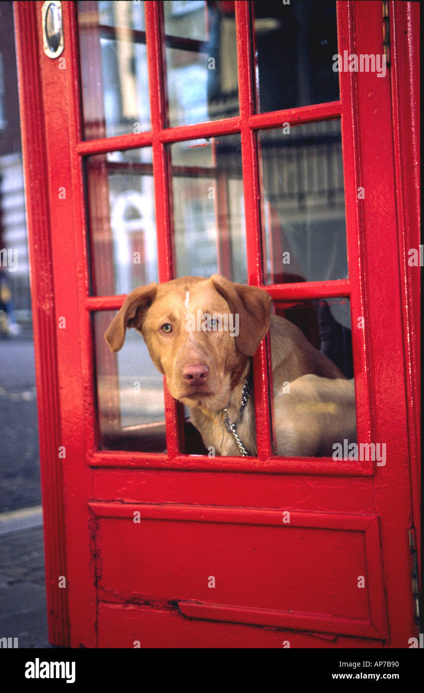 Dog in a phone box Stock Photo