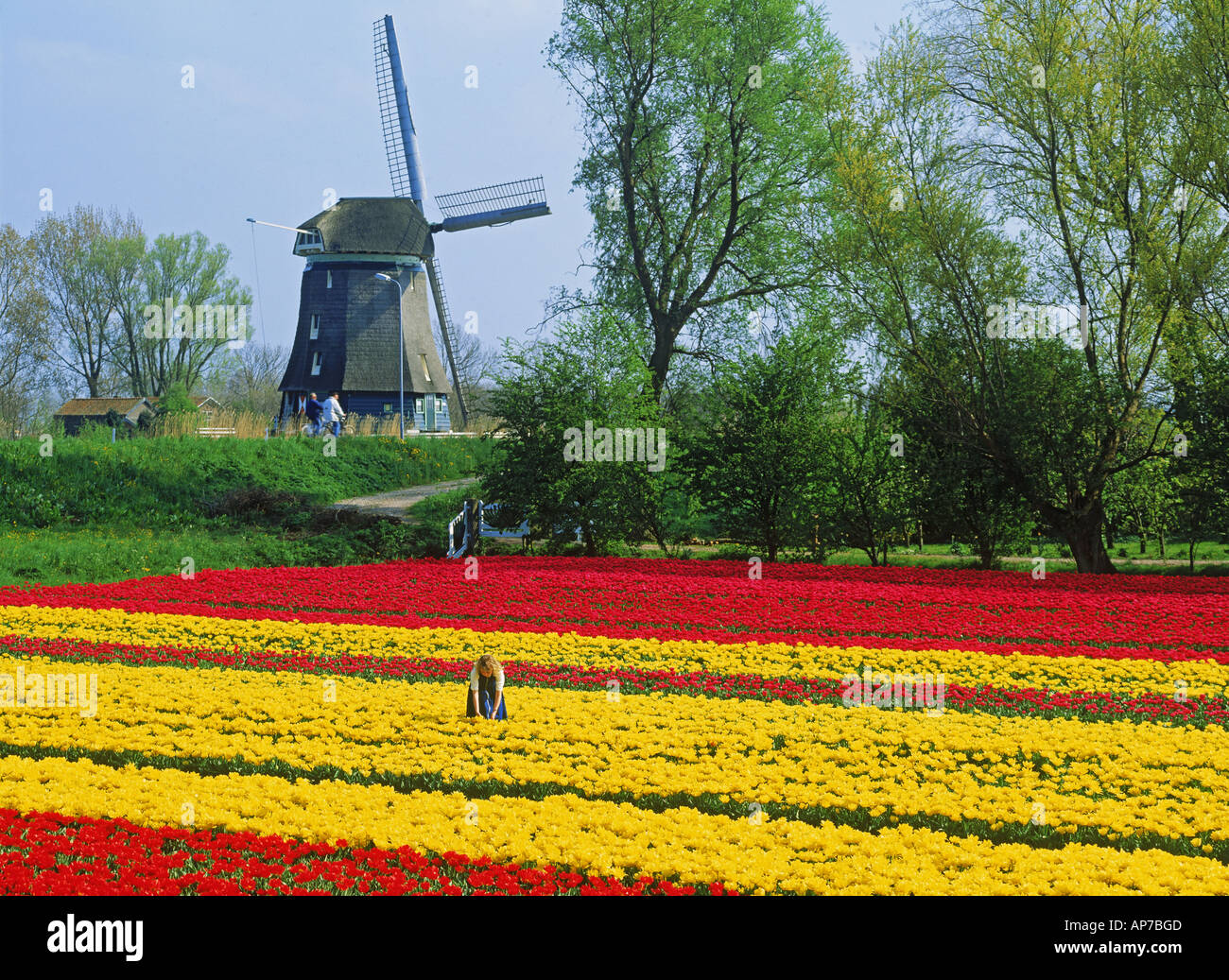 Dutch girl standing in field of tulips with bikers and windmill near Alkmaar in Holland Stock Photo