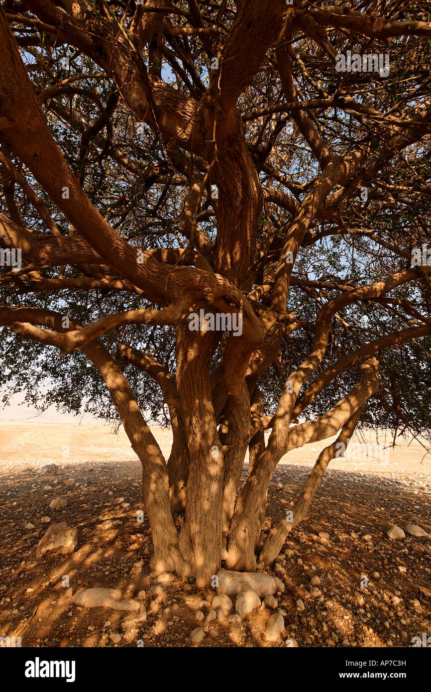 Jericho Balsam tree Balanites Aegyptiaca in the Jordan Valley Stock Photo