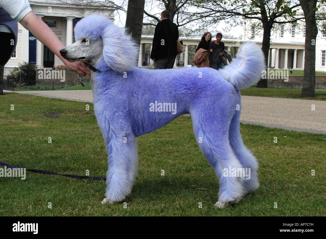 blue standard poodle