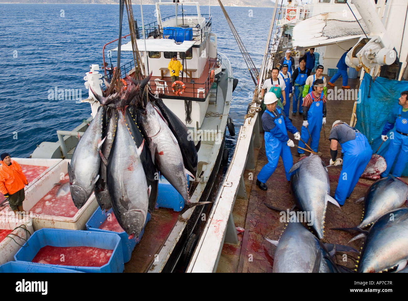 bluefin tunas transported to japanese fish factory ship in eastern stock photo alamy https www alamy com stock photo bluefin tunas transported to japanese fish factory ship in eastern 15699802 html