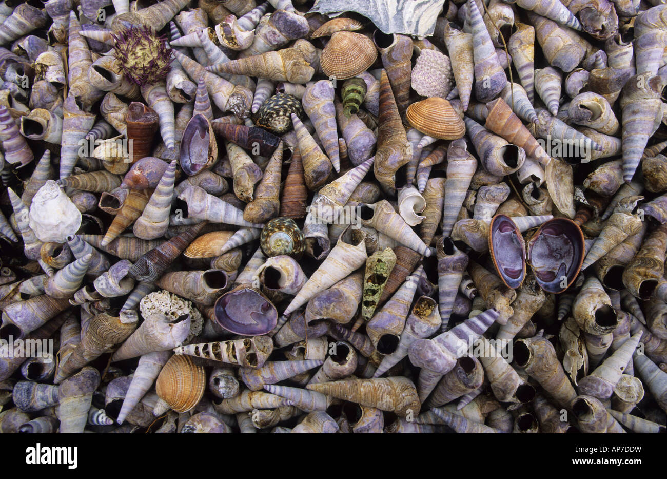 Seashells piled on an Aboriginal midden Tasmania Australia Stock Photo Alamy