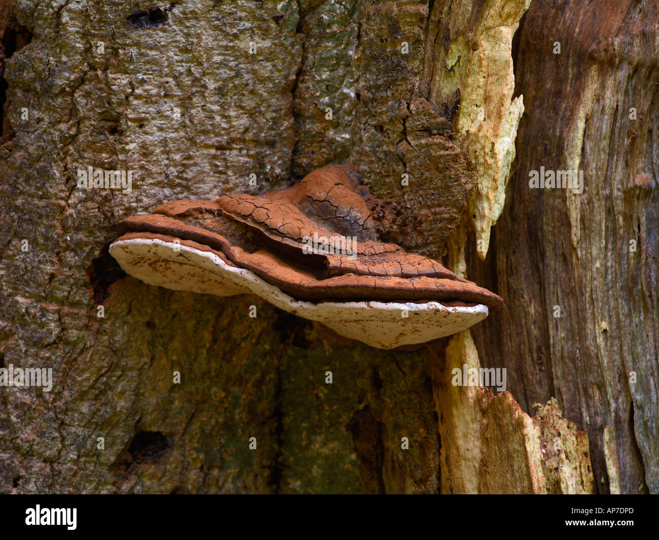 Rotten ash tree hi-res stock photography and images - Alamy