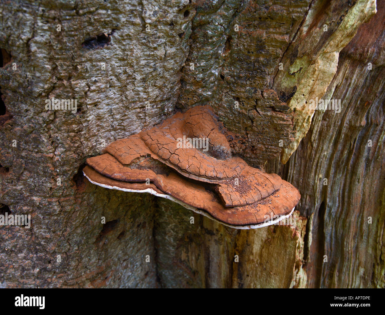 Bracket Fungus on a rotten old dead Beech tree Mark Ash Wood New Forest National Park Hampshire UK Stock Photo