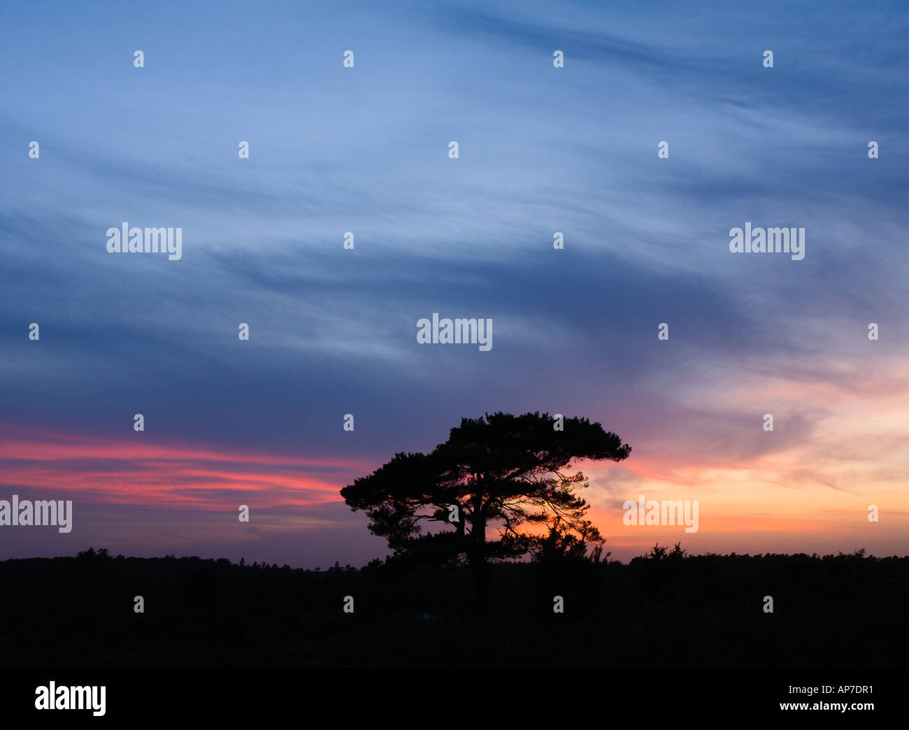 Silhouette of a Scotts Pine near Bolderwood New Forest Hampshire UK Stock Photo
