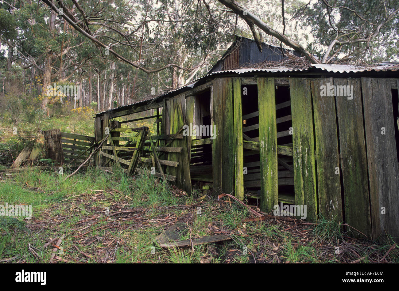 Old shearing shed Bruny Island Tasmania Stock Photo Alamy
