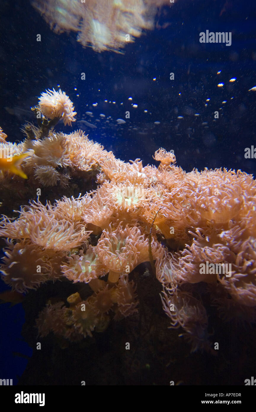 sea anemones Stock Photo