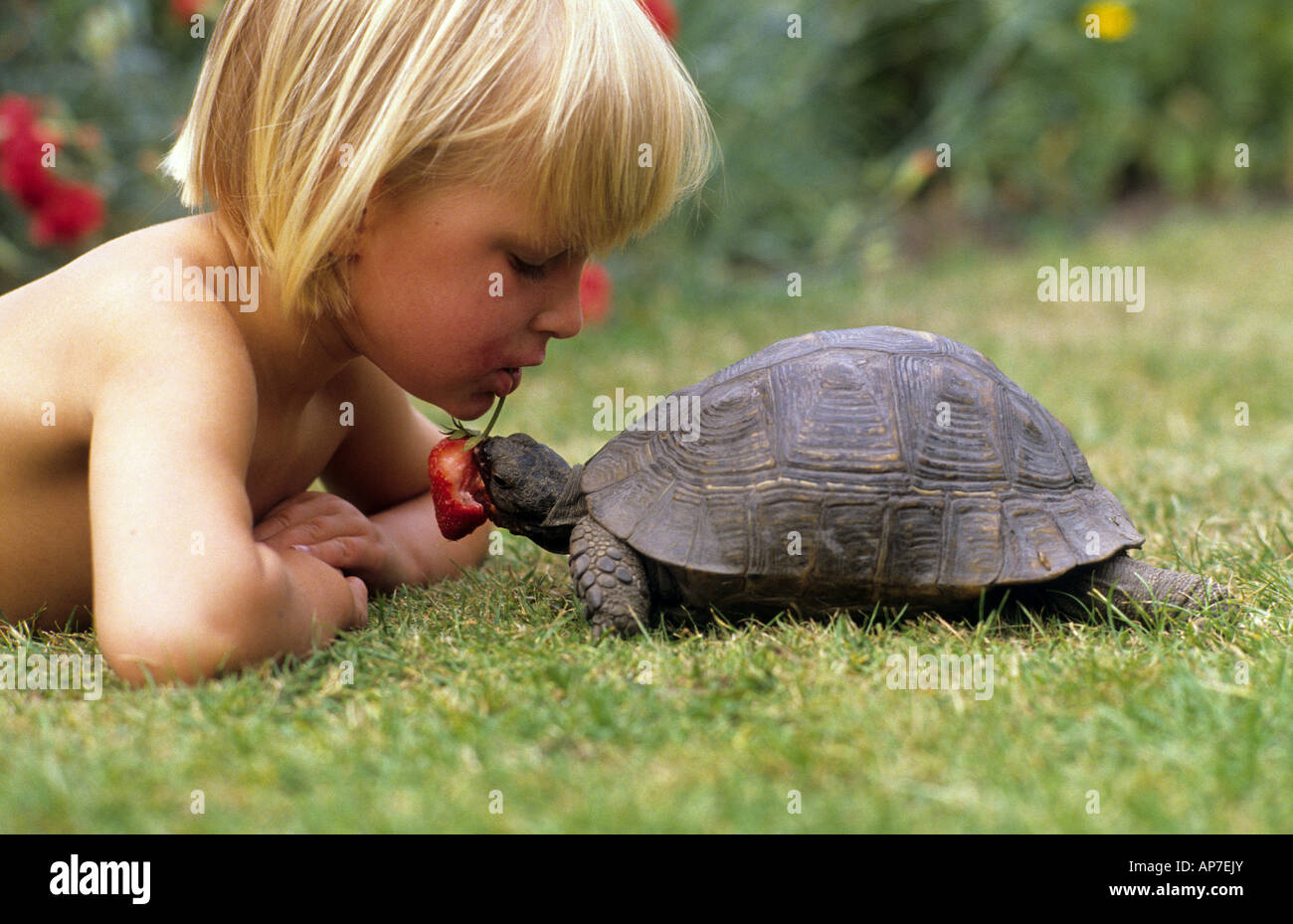 Young girl feeding her pet tortoise uk Stock Photo Alamy