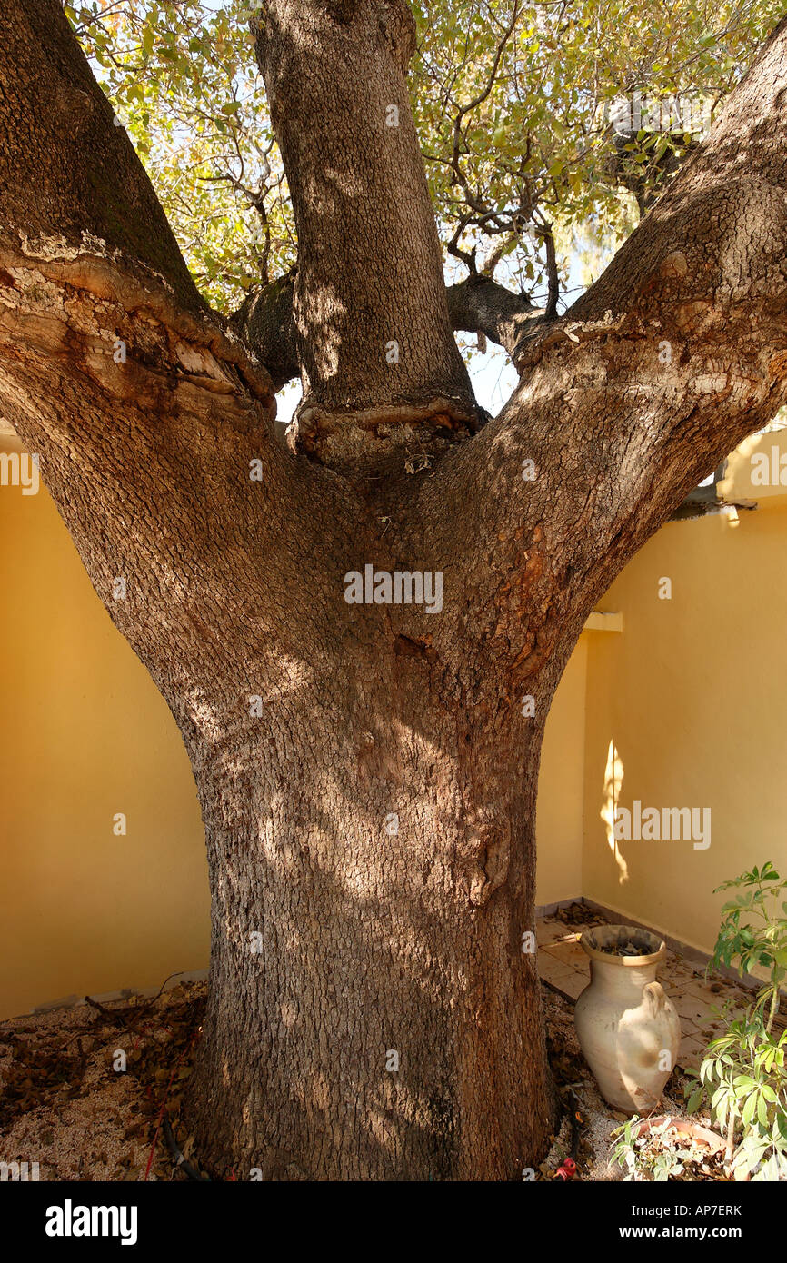 Mount Tabor Oak tree at Sheikh Ibrahim Tomb in Banias the Golan Heights Stock Photo
