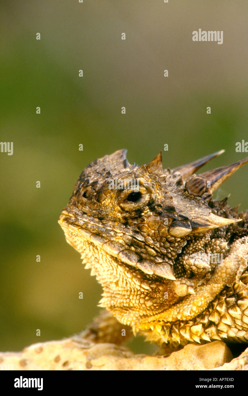 Horned toad hires stock photography and images Alamy