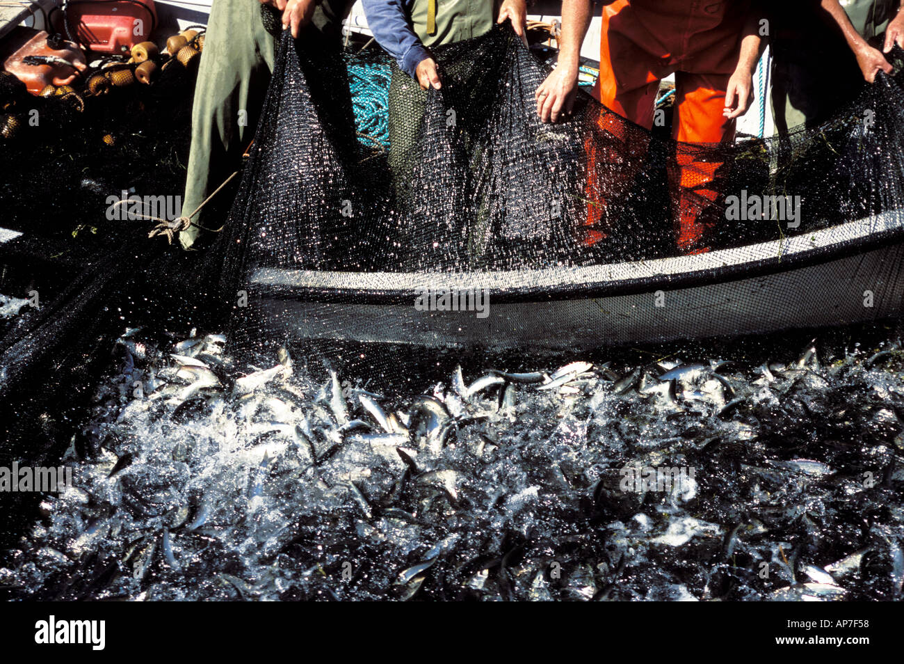 herring fishing on the Bay of Fundy Stock Photo Alamy