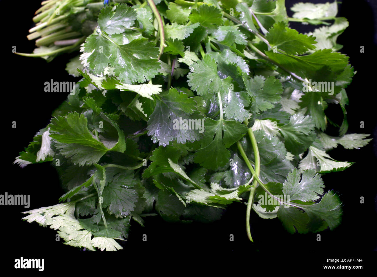 Coriander Indian herb Stock Photo Alamy
