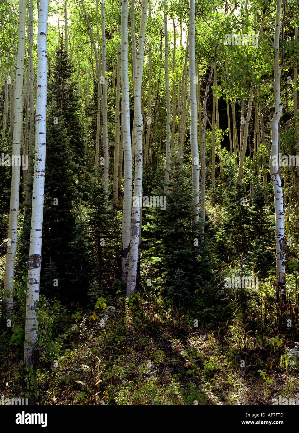 Forest Colorodo Colorodo High Resolution Stock Photography and Images - Alamy