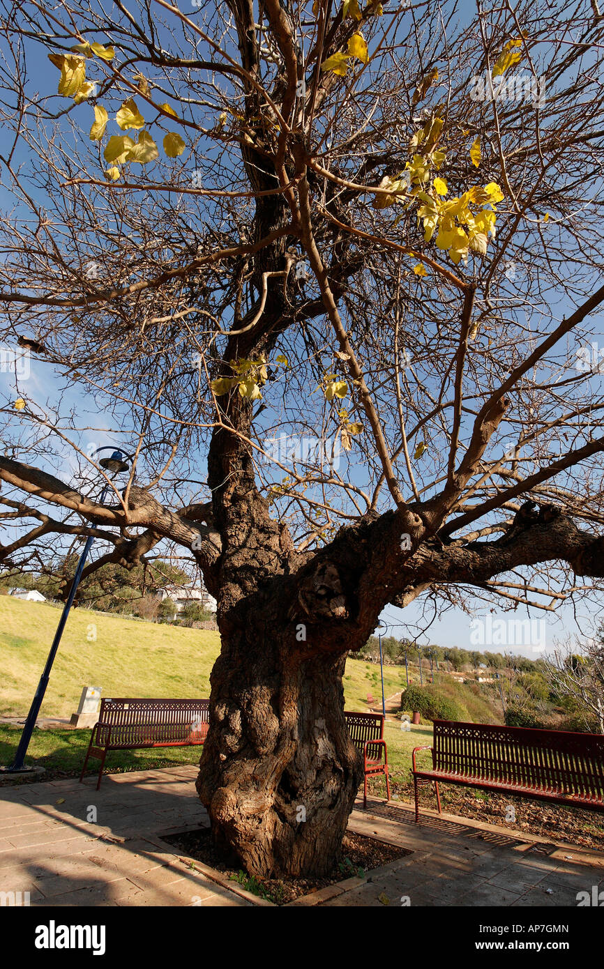 Israel the Upper Galilee Mulberry tree Morus Alba in Metulla Stock Photo