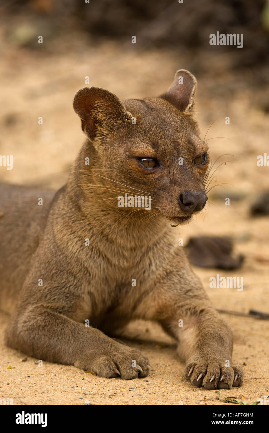 fossa-cryptoprocta-ferox-kirindy-forest-madagascar-stock-photo-alamy