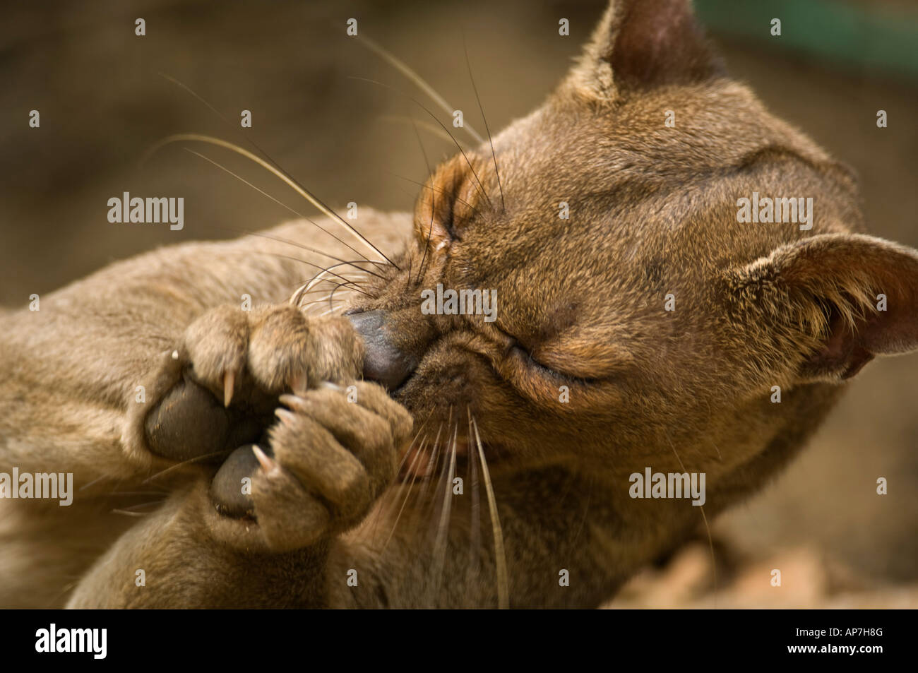 Fossa yawning, Cryptoprocta ferox, Kirindy forest, Madagascar Stock Photo