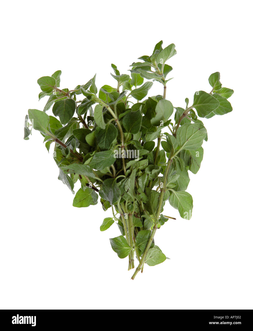 fresh oregano herb Stock Photo - Alamy