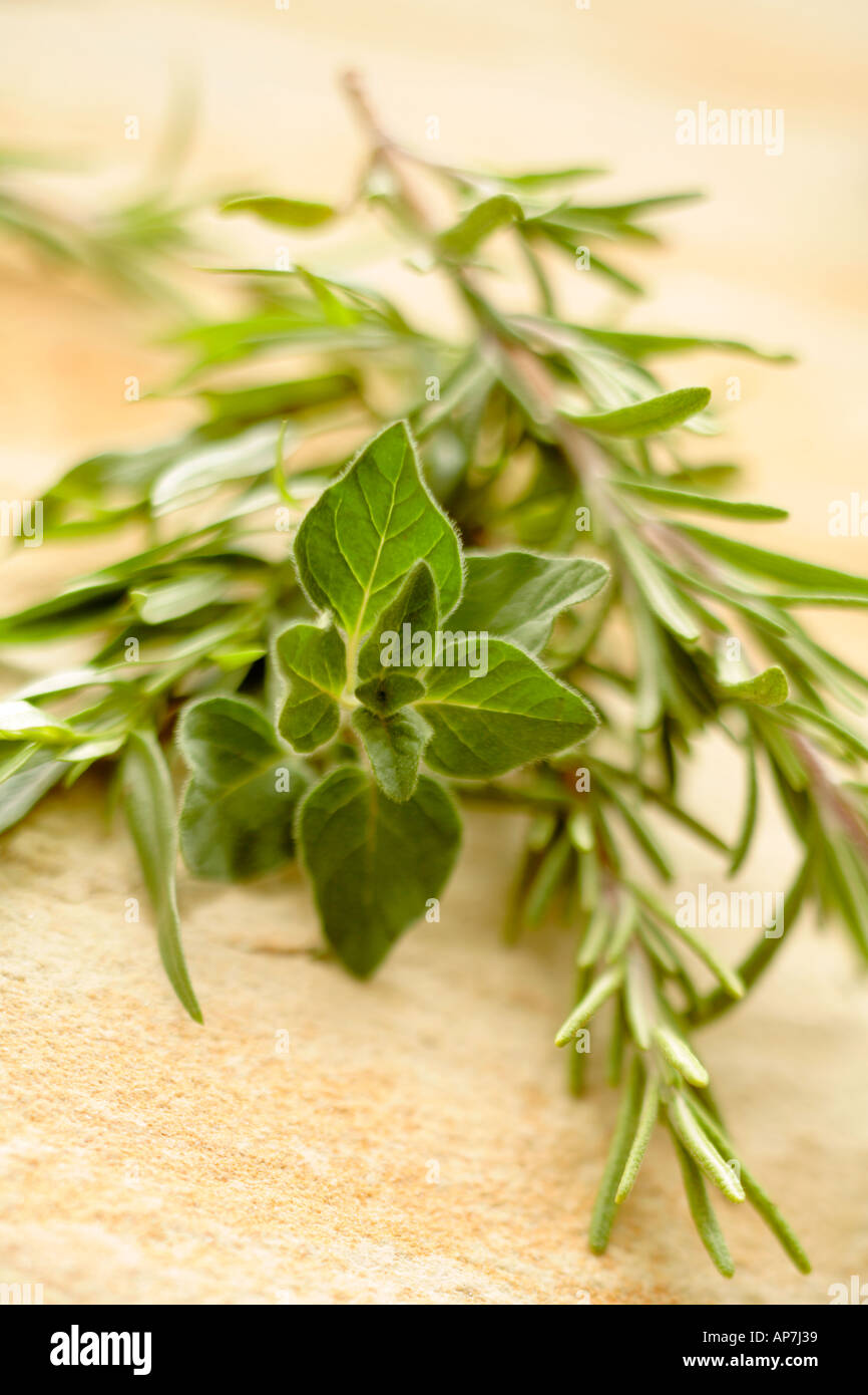fresh herbs rosemary tarragon and oregano Stock Photo Alamy